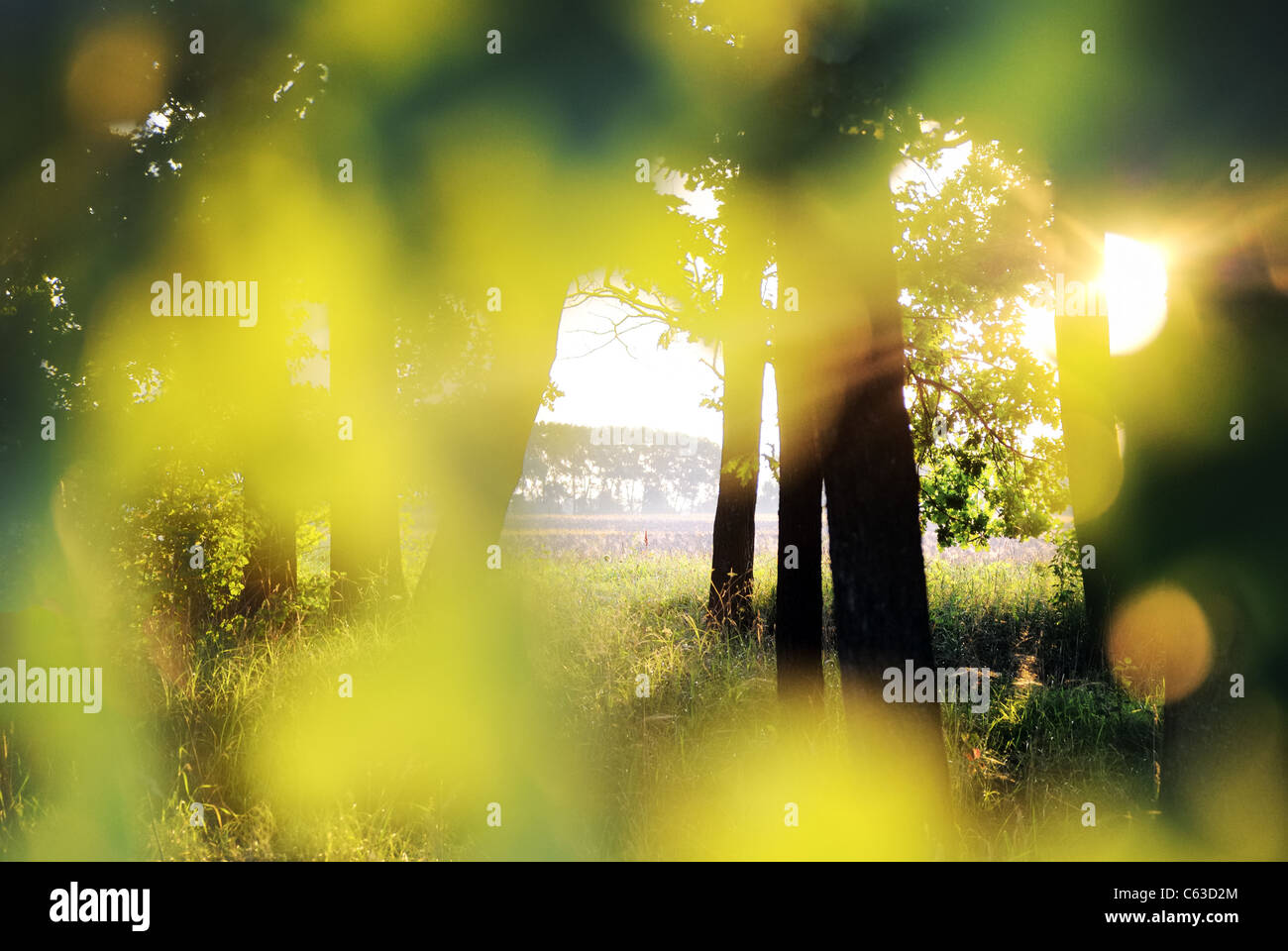 Sunday morning at oak grove, Ukraine, eastern Europe Stock Photo