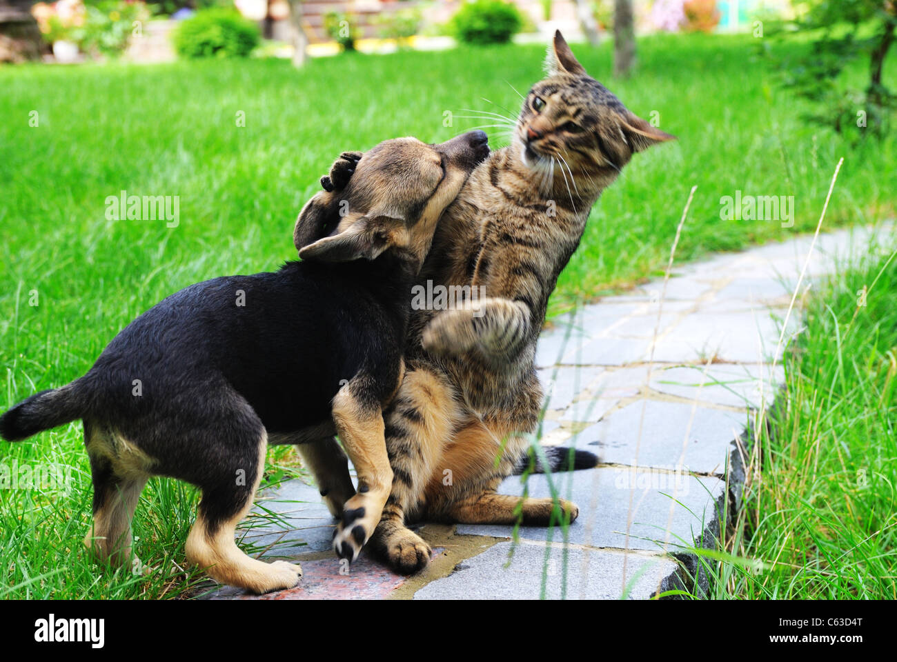 can a cat beat a dog in a fight