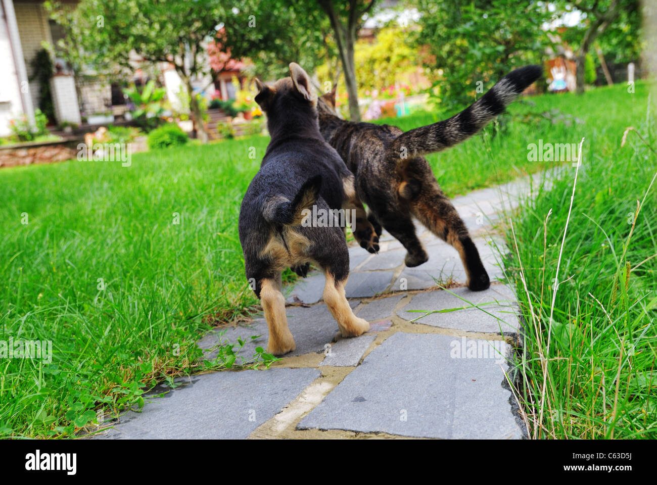 Cat running away hires stock photography and images Alamy