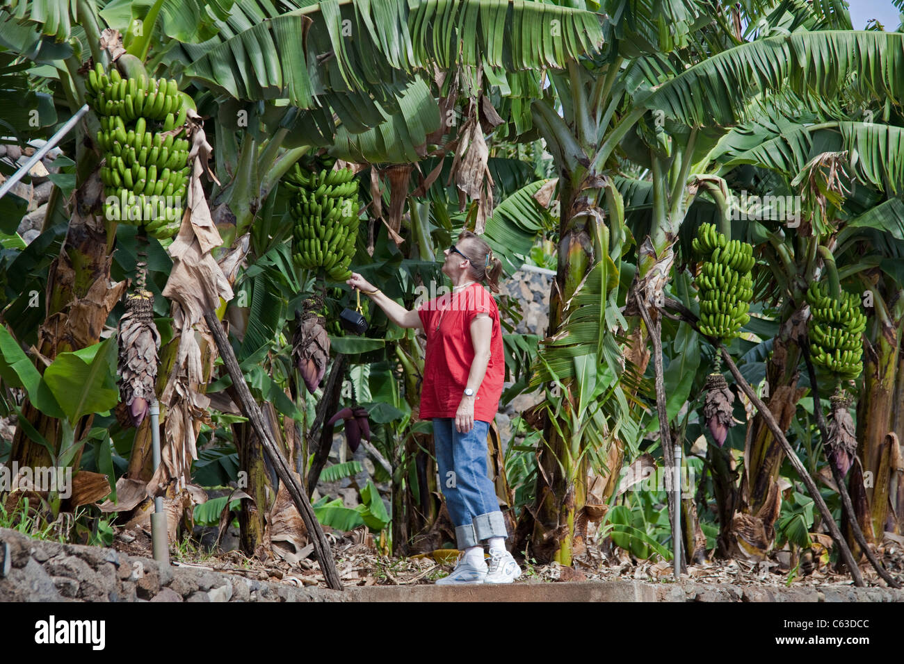 Woman watches banana trees close Puerto Tazacorte, Tazacorte, La Palma, Canary islands, Spain, Europe Stock Photo
