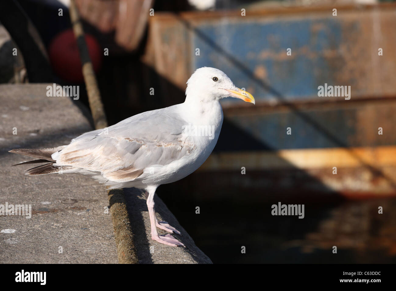 Sea gull on Quay side Stock Photo