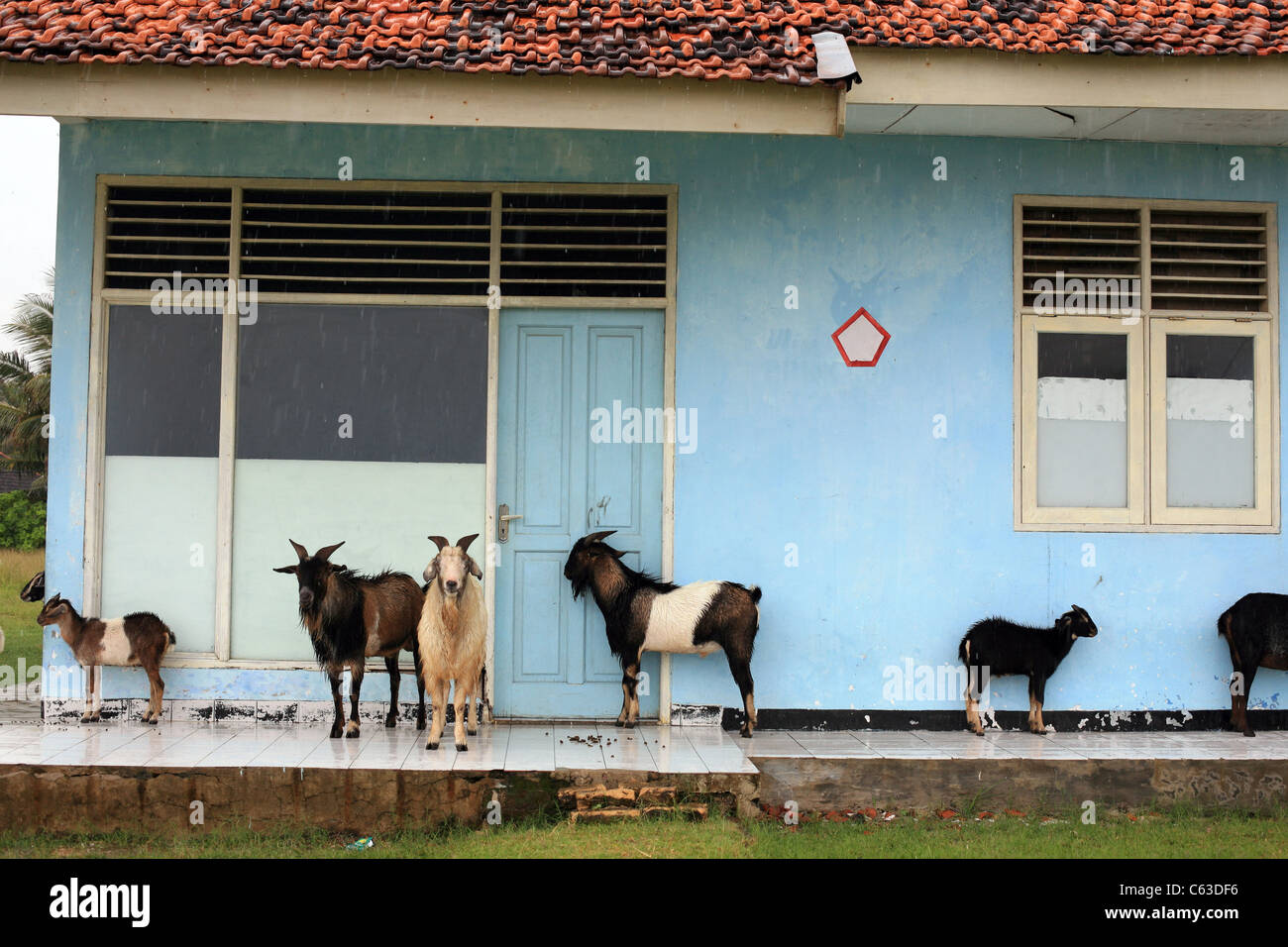 Goats sheltering from the rain Stock Photo Alamy