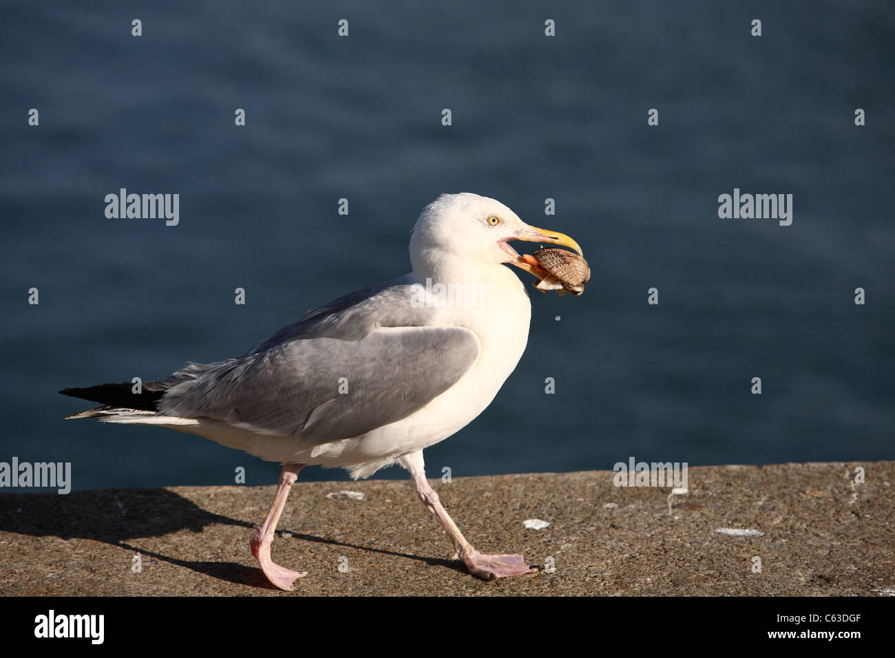 Sea gull on Quay side Stock Photo