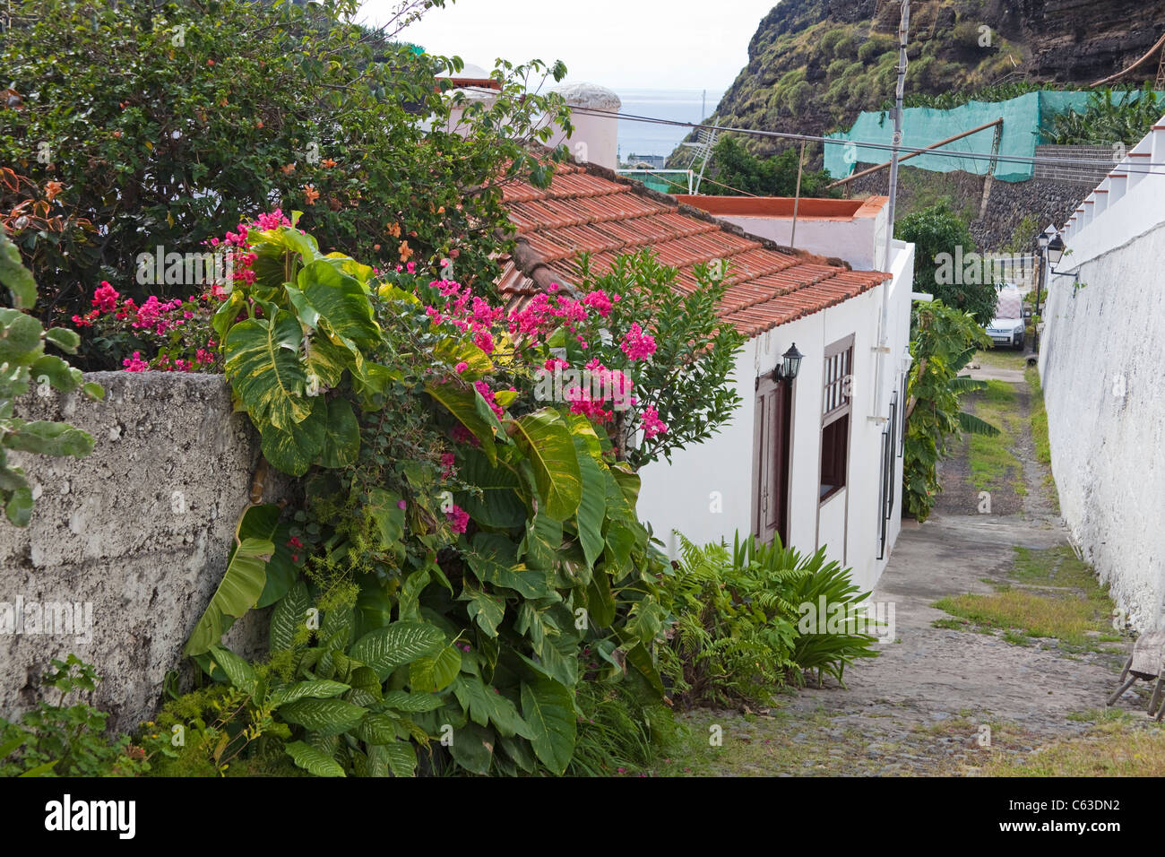 Alley with wild flowers, houses at Puerto Tazacorte, Tazacorte, La Palma, Canary islands, Spain, Europe Stock Photo