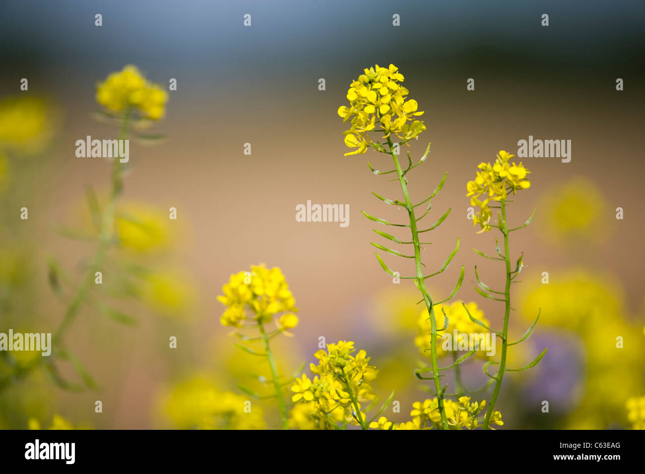 CHARLOCK FLOWER Stock Photo - Alamy