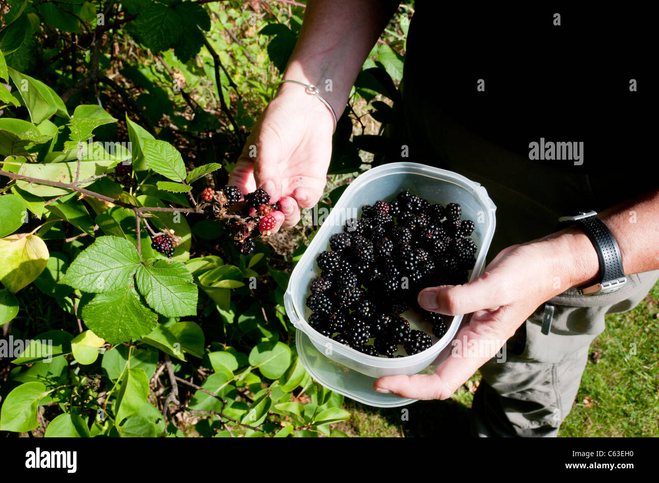 Bramble bushes hi-res stock photography and images - Alamy