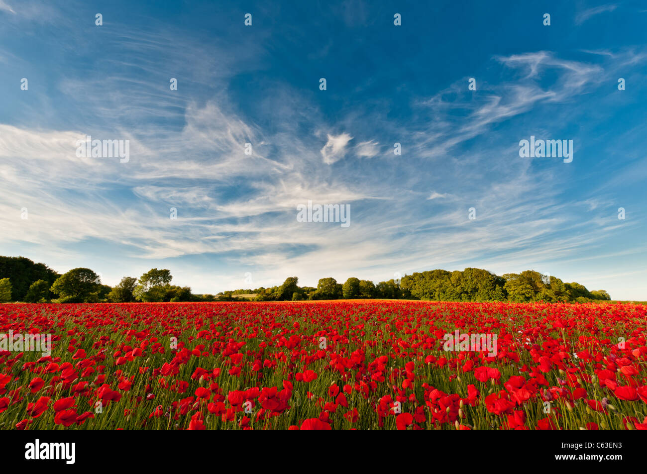 Early summer landscape of a field of bright red poppies under a blue ...