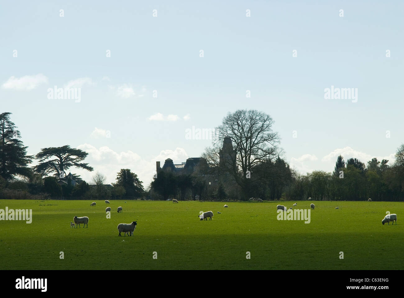 Parkland with sheep and old renaissance period house with tower in the backround in berkshire, england near Henley-on-Thames Stock Photo