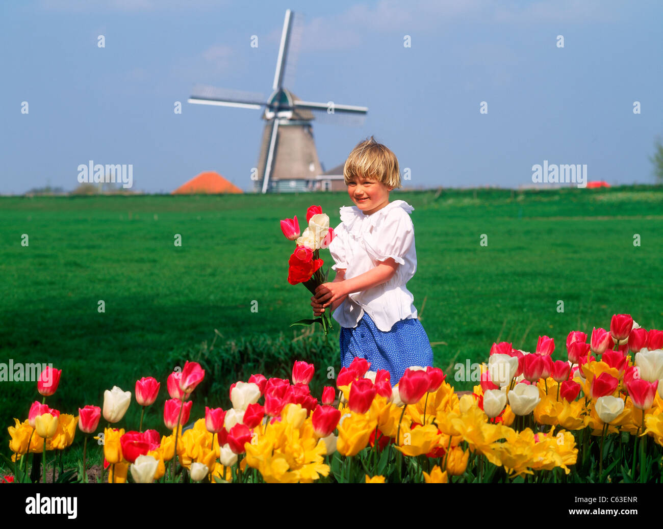 Dutch girl with tulips on farm in Holland with windmill Stock Photo