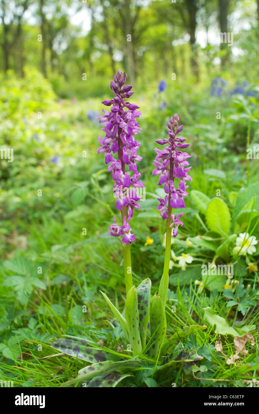 early-purple orchid Stock Photo