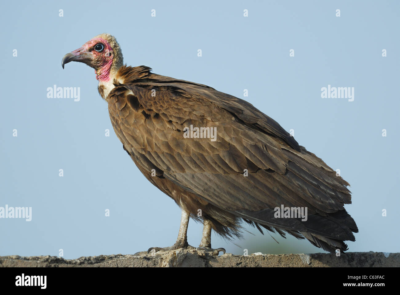 Hooded Vulture (necrosyrtes monachus) in The Gambia, Africa Stock Photo ...