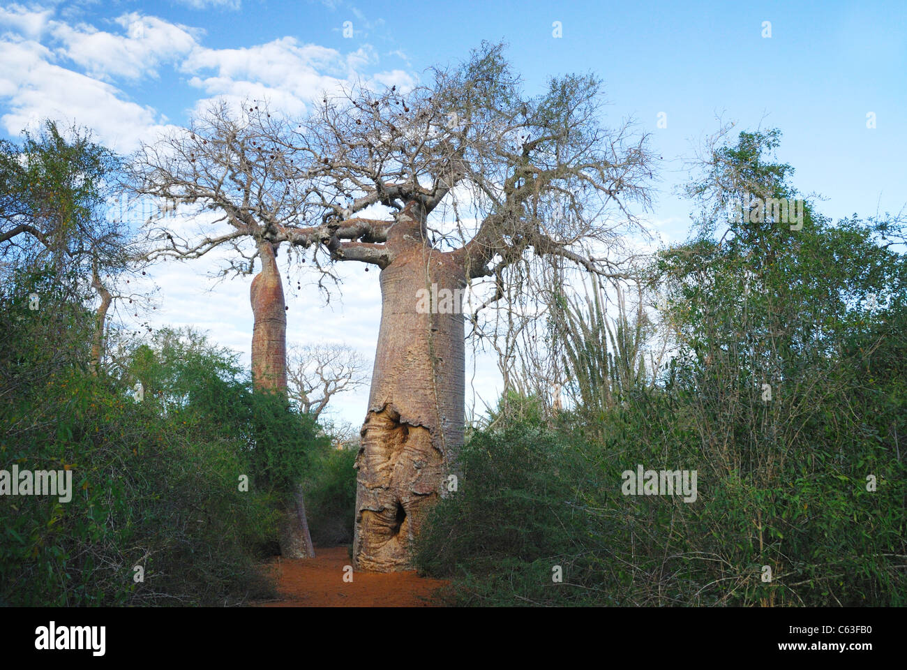 Giant Baobab tree in the spiny forest of Ifaty, western madagascar Stock Photo