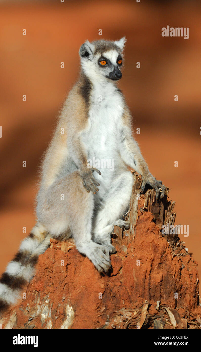 Ring-tailed Lemur in the Berenty Reserve, Madagascar, August 2010. Stock Photo