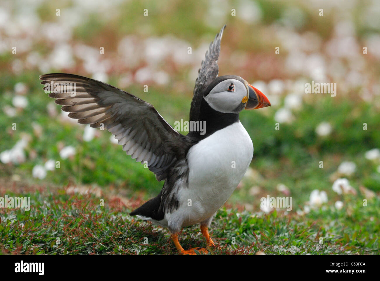 Atlantic Puffin (Fratercula arctica) just about to take off from Skomer Island, Wales, UK. May 2011. Stock Photo