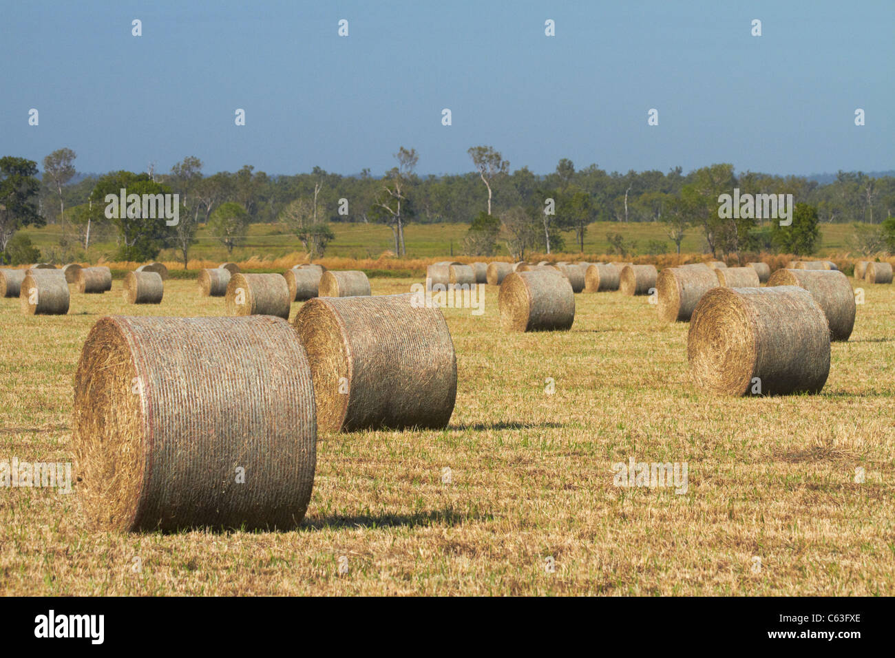 Hay bales on farm near Darwin, Northern Territory, Australia Stock