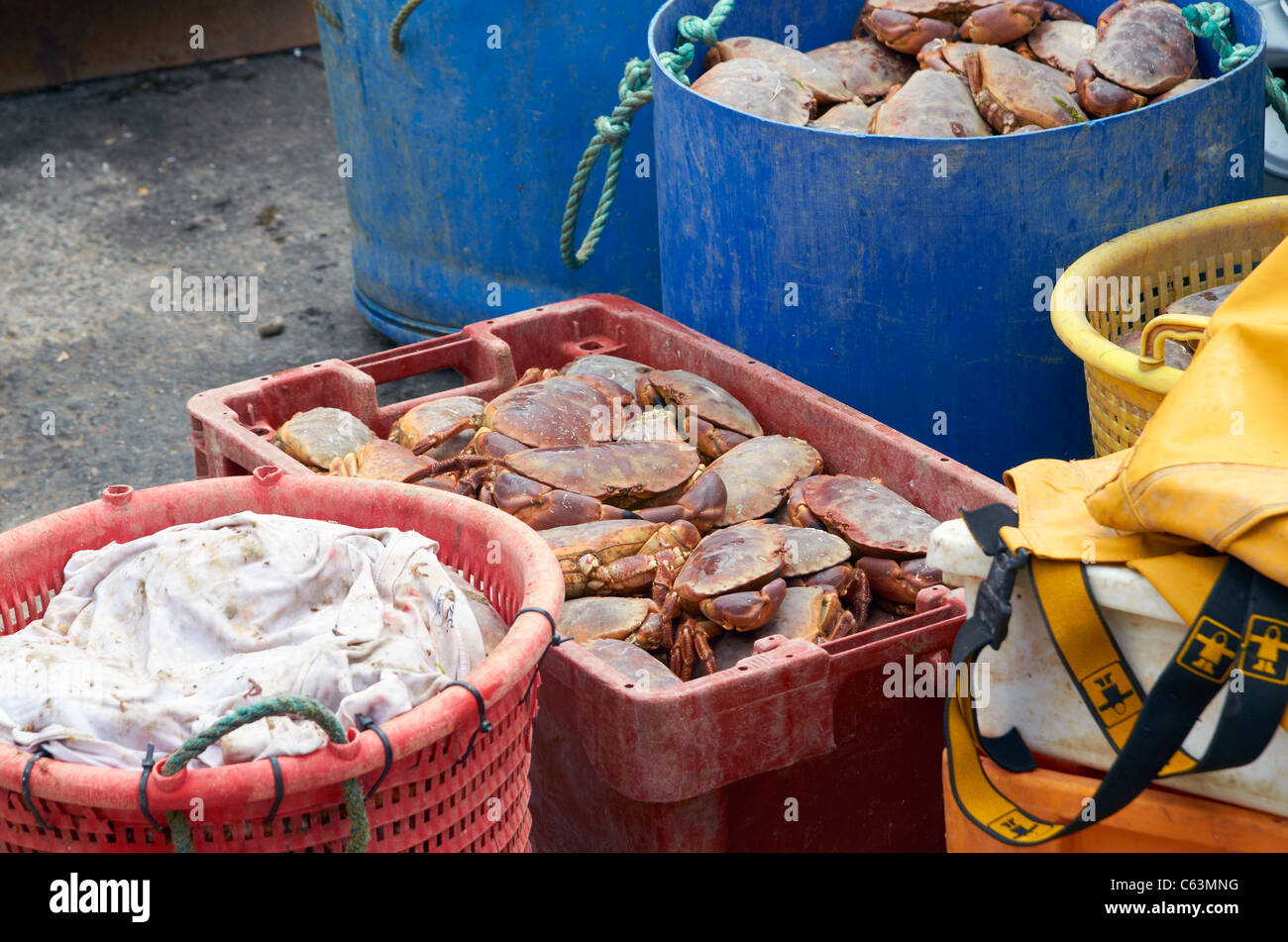 Buckets and crates of fresh edible crabs just landed by a fishing boat