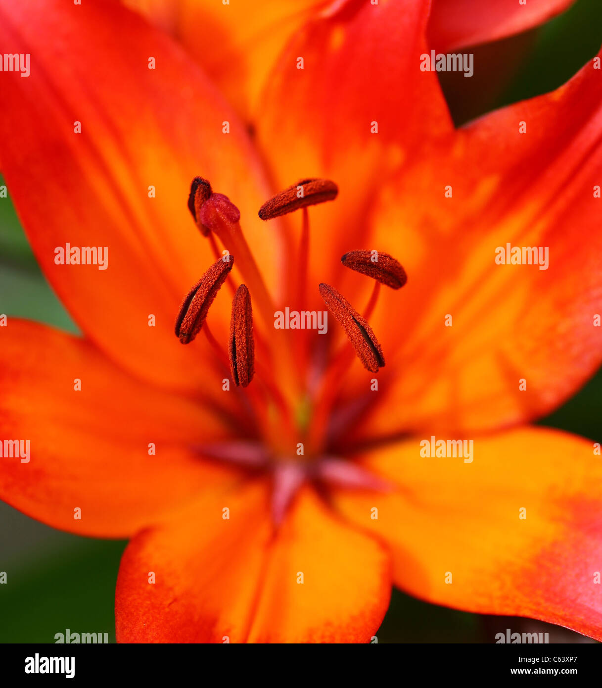 A close up or macro shot of the stamens of a red lily flower Stock Photo