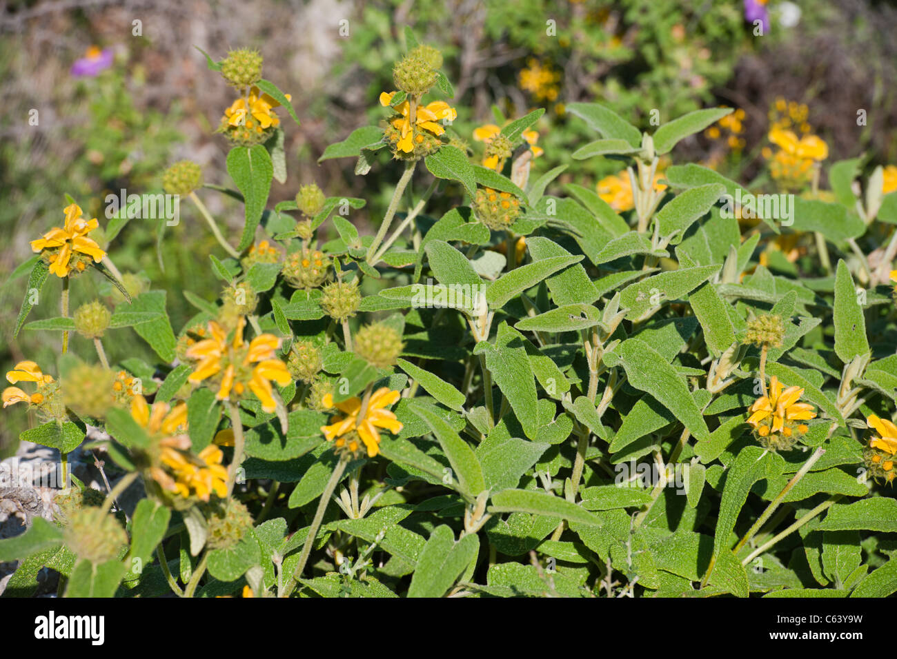 Jerusalem Sage,Wild Flowers of the Mediterranean,Aegean,Symi,Greek