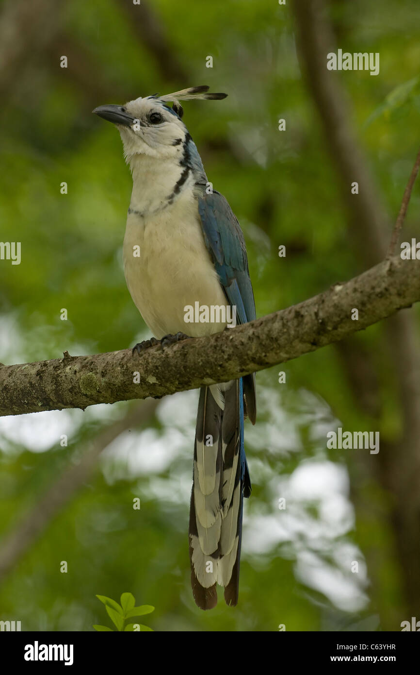 White-throated Magpie-jay -(Calocitta formosa) - Costa Rica Stock Photo