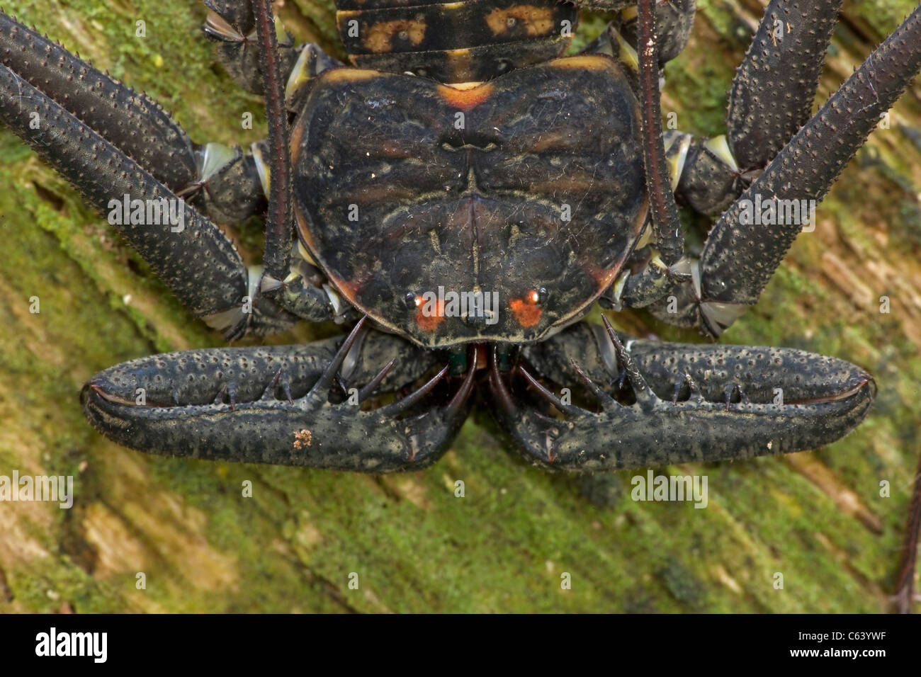 Tail-less whip scorpion - (Phrynus whitei) - Costa Rica - Amblypygid - tropical dry forest - Santa Rosa national park Stock Photo