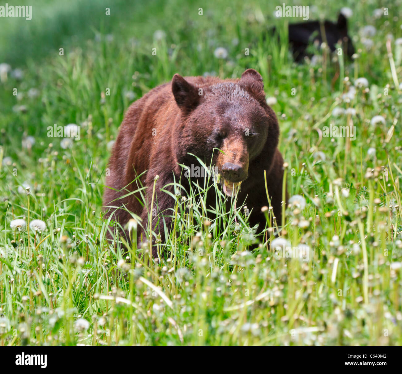 Black bears eating hires stock photography and images Alamy