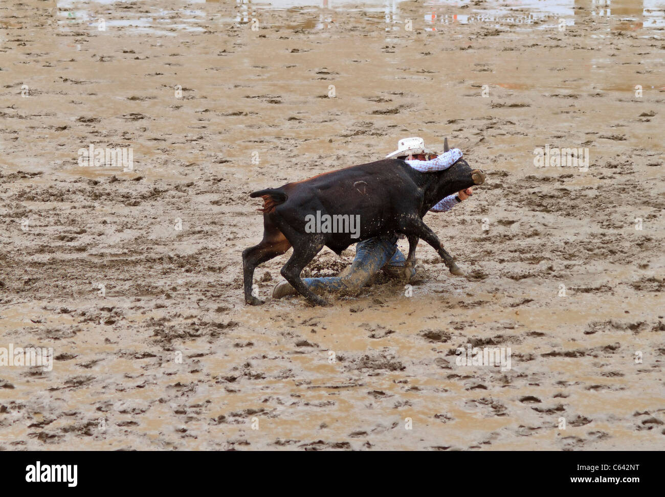 Steer wrestling on a wet and muddy afternoon at the Calgary Stampede, Alberta, Canada. Stock Photo