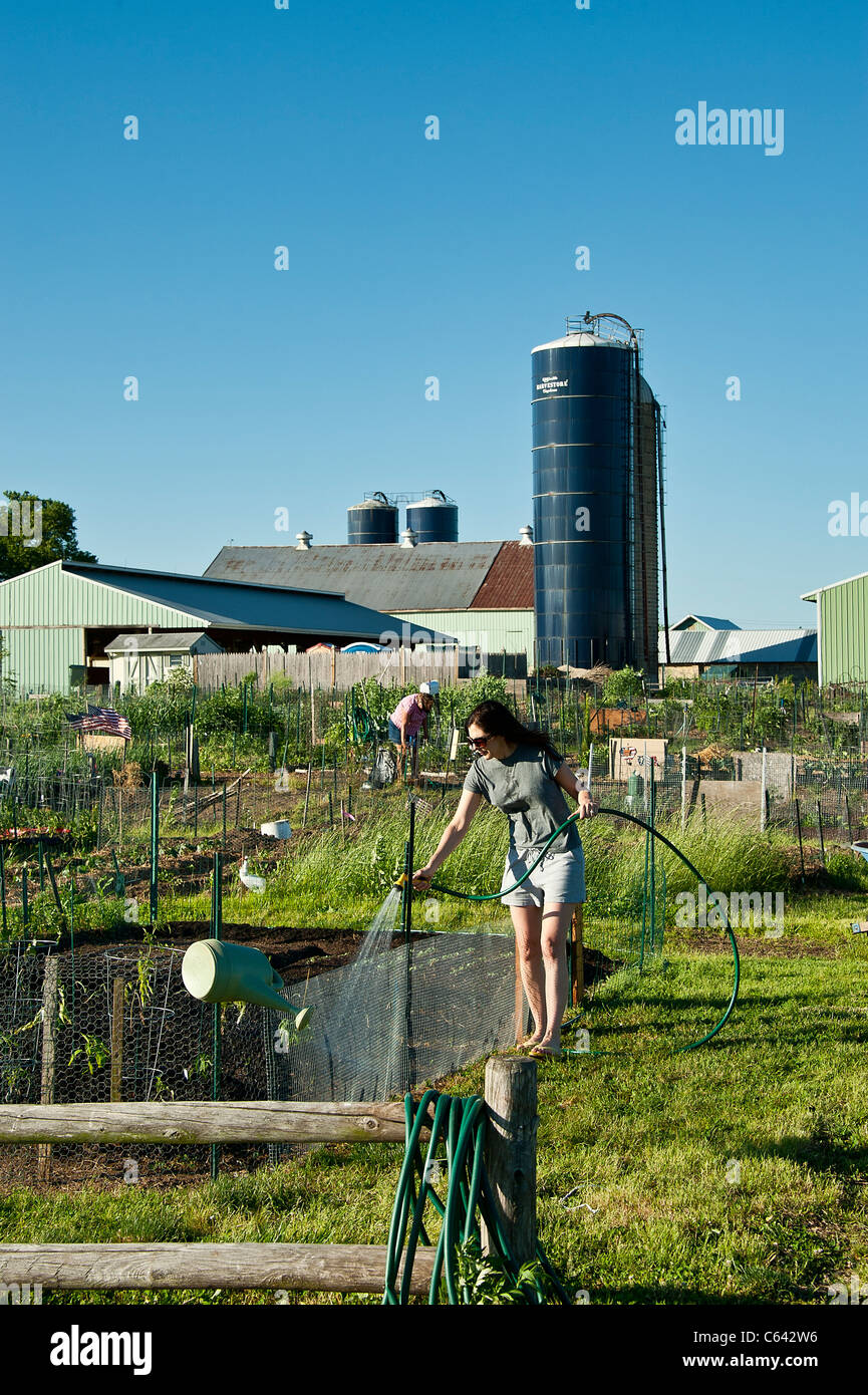 Woman watering her plot in a community garden. Stock Photo