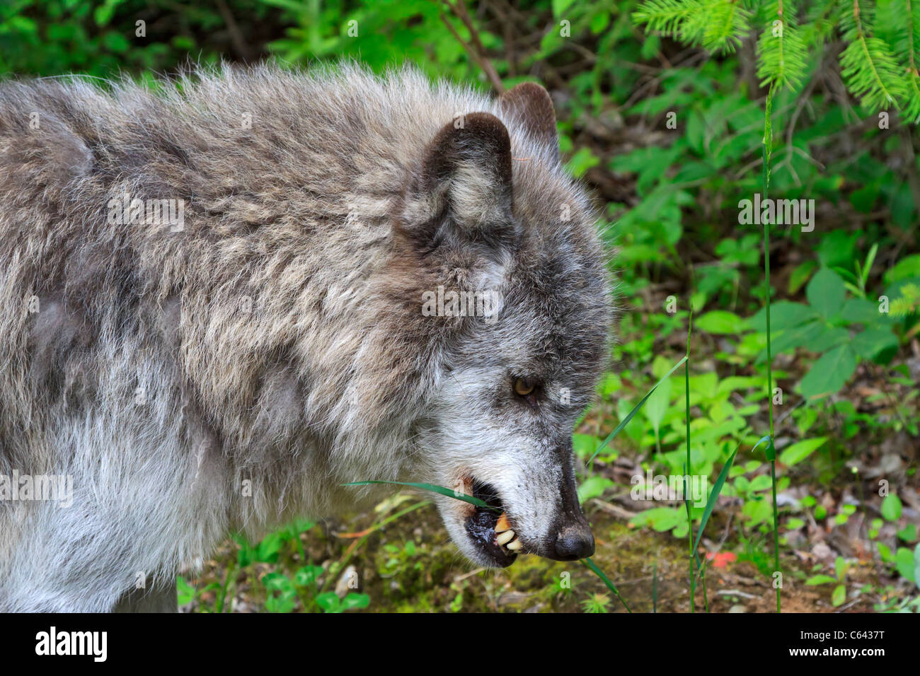 Grey wolf, Canis lupus, eating grass. Columbia Valley, British Columbia, Canada. Wolves may eat grass to aid in digestion. Stock Photo
