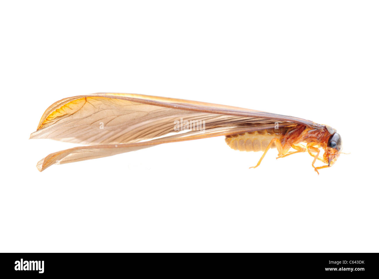 Nuisance insect Cut Out Stock Images & Pictures - Alamy