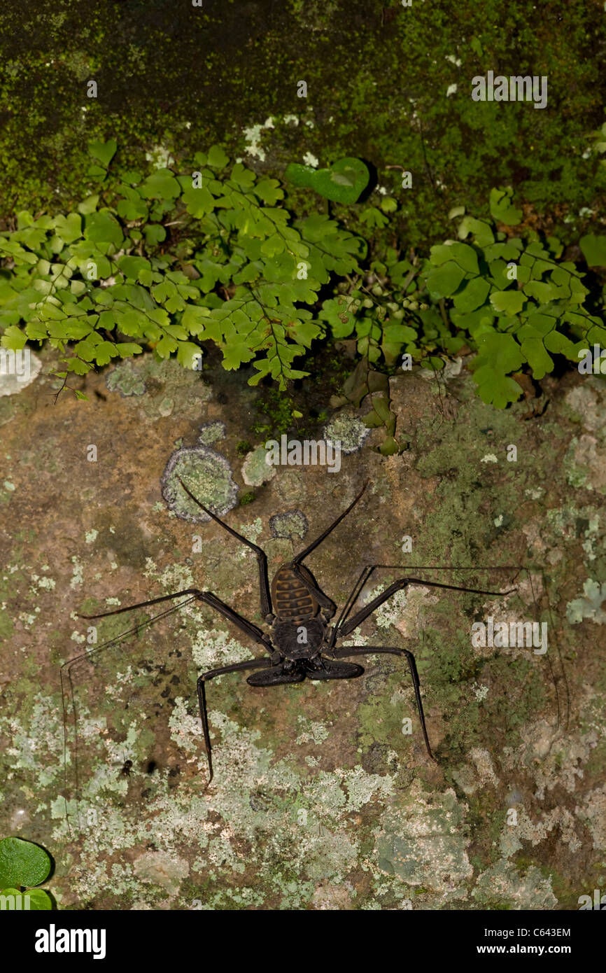 Tail-less whip scorpion - (Phrynus whitei) - Costa Rica - Amblypygid - tropical dry forest - Santa Rosa national park Stock Photo