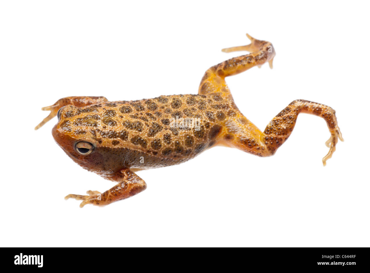 animal amphibian frog isolated on white Stock Photo