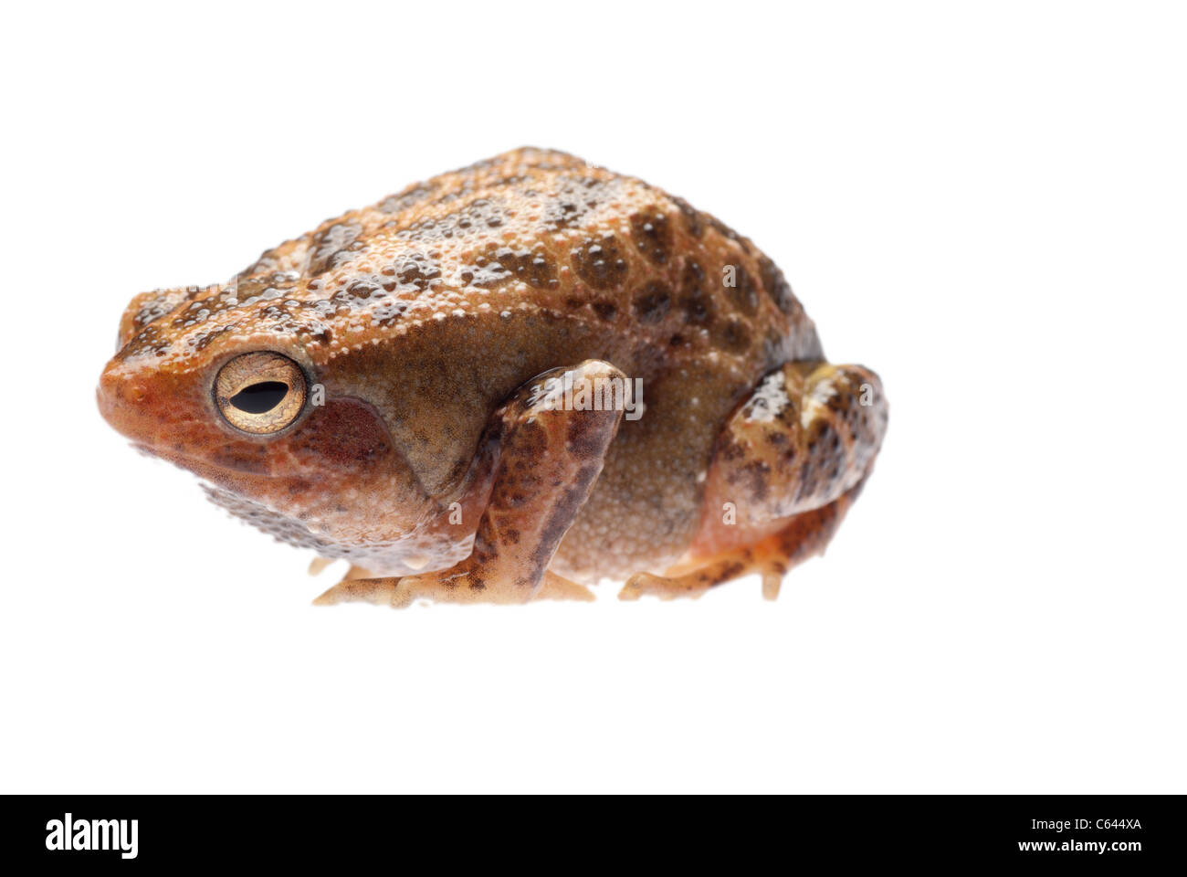 animal amphibian frog isolated on white Stock Photo