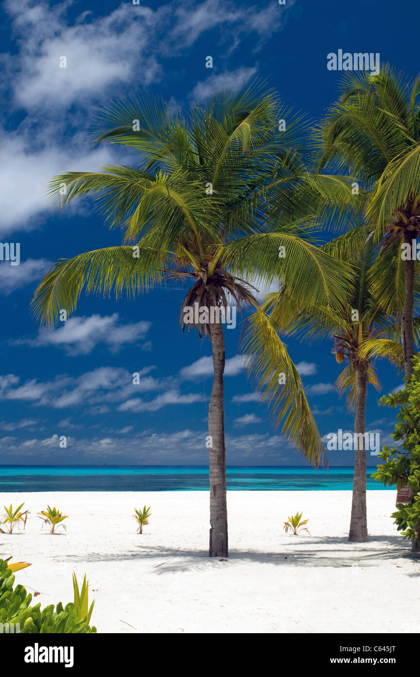 Palm trees beach maldives hi-res stock photography and images - Alamy