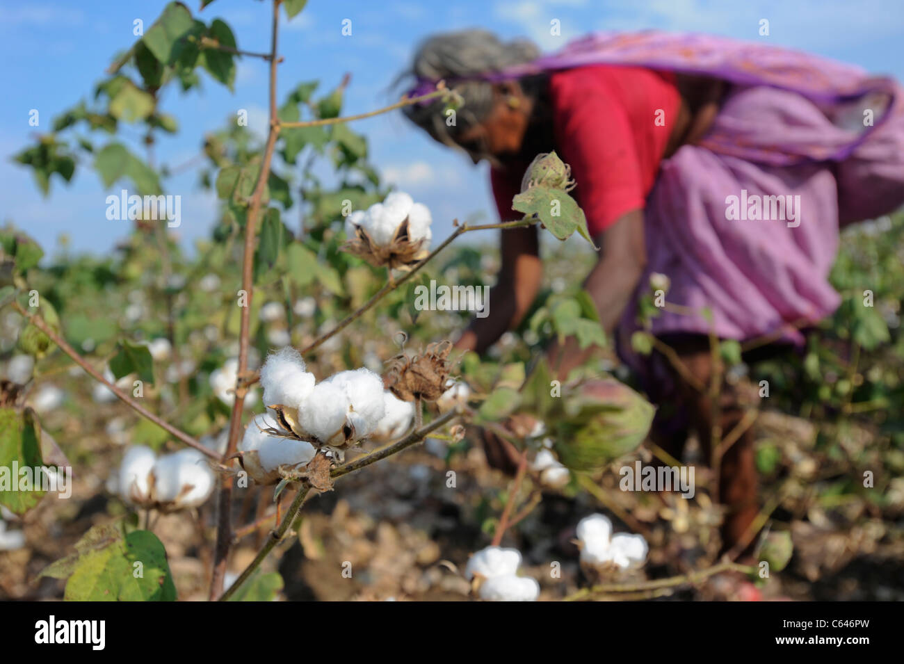 India Maharashtra, cotton farming in Vidarbha region , most of the crop is Bt (bacillus thuringiensis) cotton a GMO crop Stock Photo