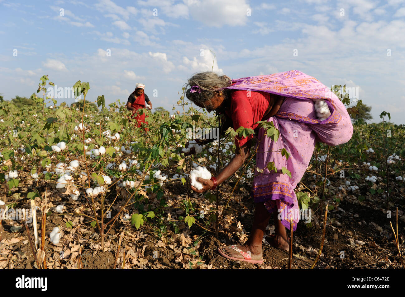 😀 Cotton plantation in india. Starting Cotton Farming. 20190110