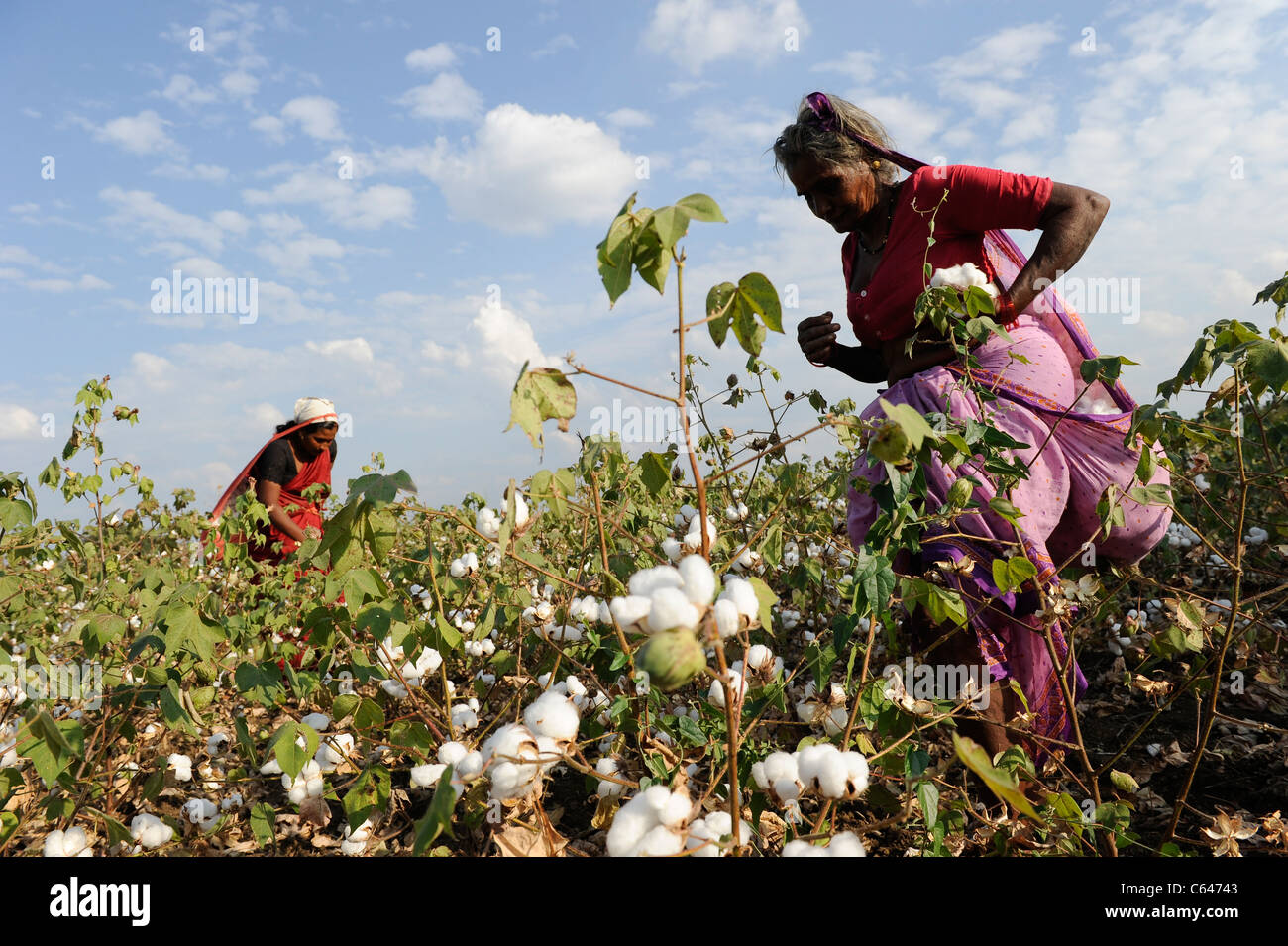 India Maharashtra, cotton farming in Vidarbha region , most of the crop is Bt (bacillus thuringiensis) cotton a GMO crop Stock Photo