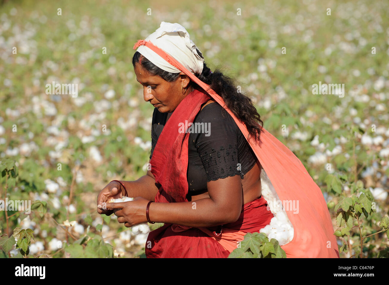 India Maharashtra, cotton farming in Vidarbha region , most of the crop