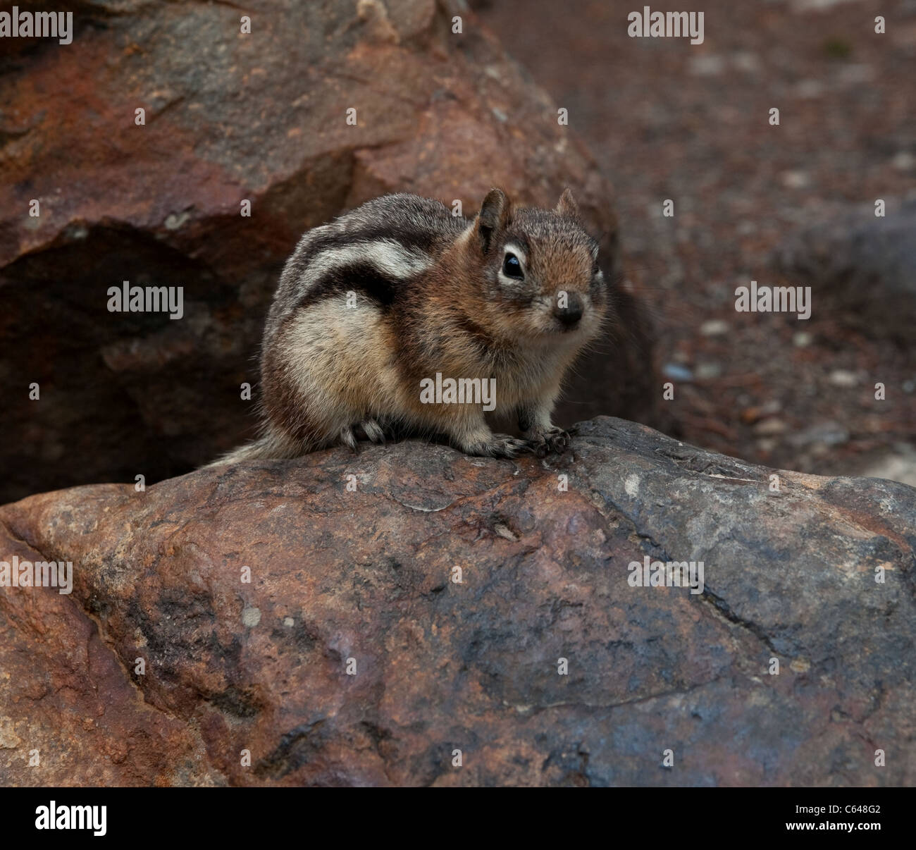 A small chipmunk sitting on a rock. Stock Photo