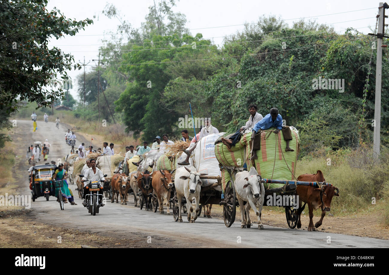 India Maharashtra, cotton farming in Vidarbha region , most of the crop