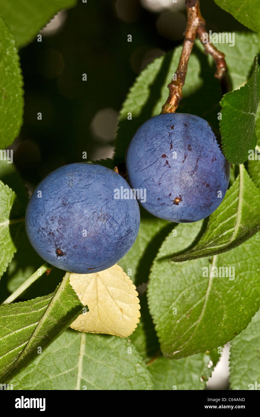 Damsons (Prunus insititia) August 2011 Stock Photo