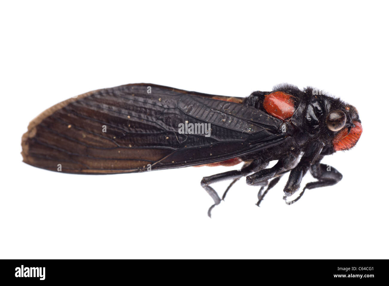 insect cicada isolated Stock Photo