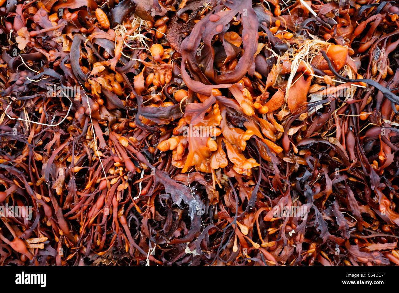 Close up of seaweed no the North coast of Iceland Stock Photo