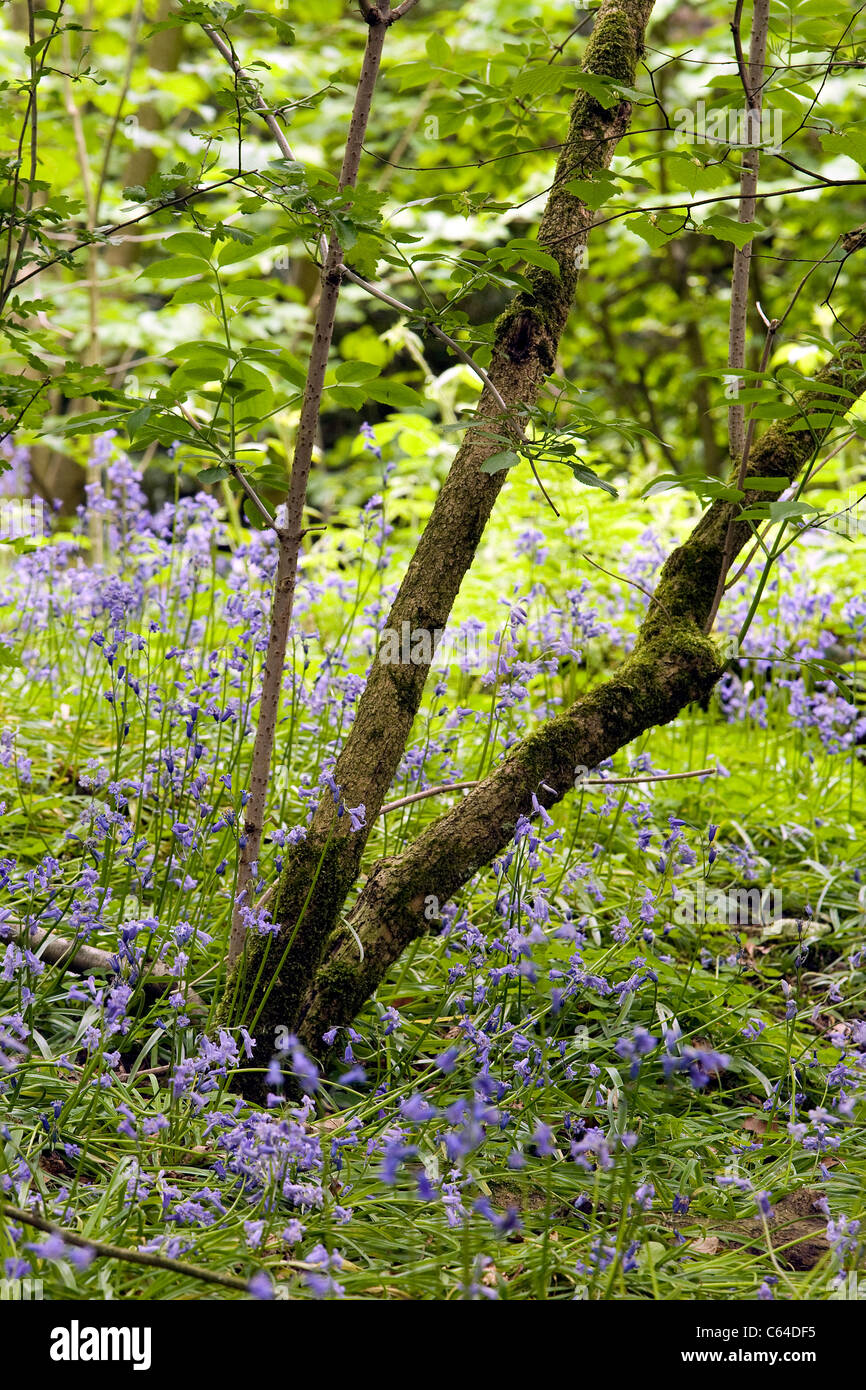 Bluebells amongst the trees at Appleton's Fords Rough in Warrington, Cheshire, England Stock Photo