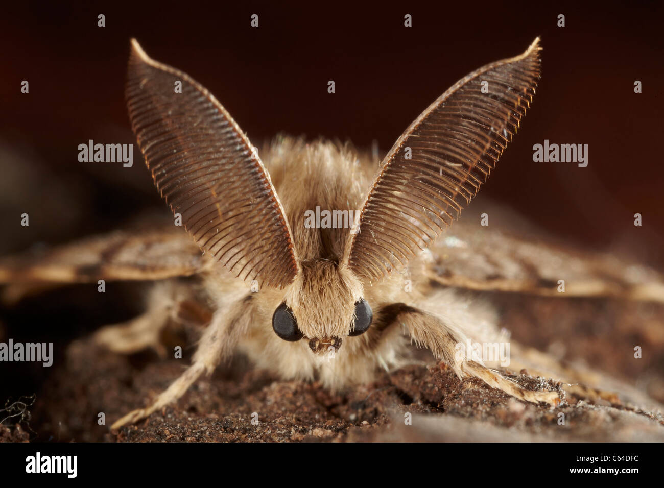 Gypsy moth, Lymantria dispar dispar, male Stock Photo