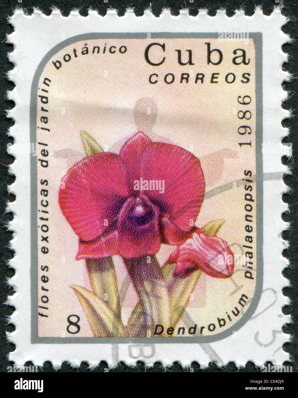 CUBA - 1986: A stamp printed in Cuba shows an orchid (Dendrobium phalaenopsis) Stock Photo