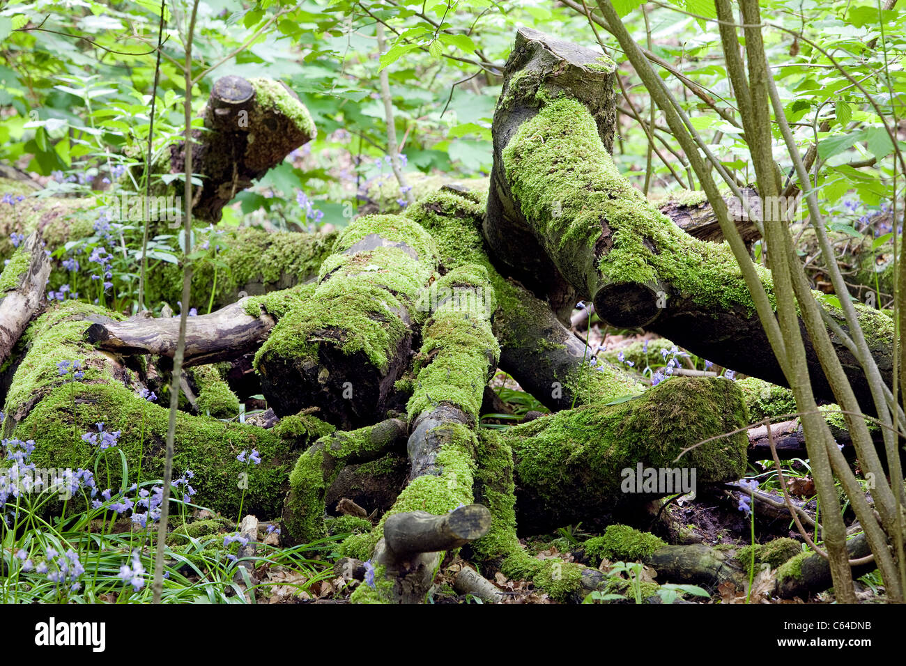 Felled moss-covered logs amongst the bluebells at Appleton's Fords Rough in Warrington, Cheshire, England Stock Photo