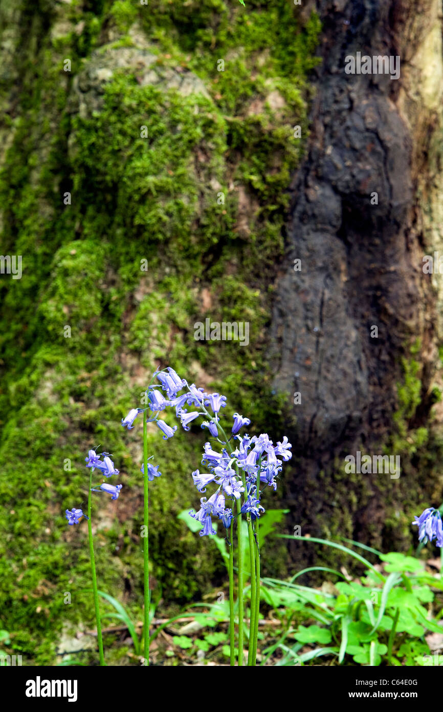 Spring bluebells against the base of a moss covered tree trunk at Appleton's Fords Rough in Warrington, Cheshire, England Stock Photo