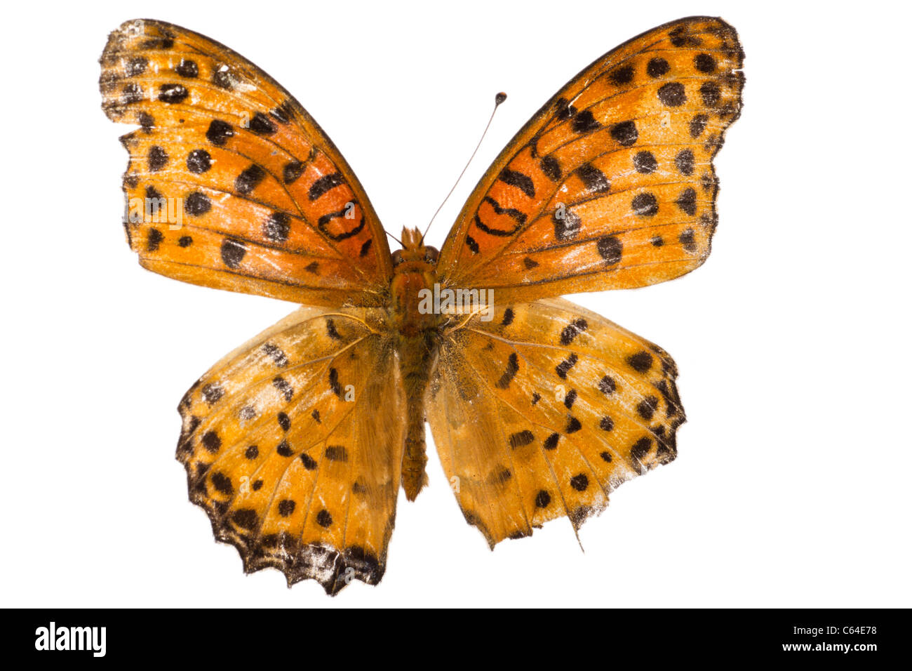 butterfly isolated on white Stock Photo - Alamy