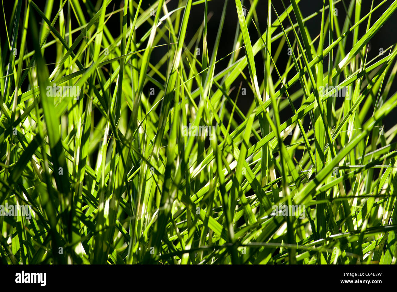 Background of cultivated Tiger Grass Stock Photo