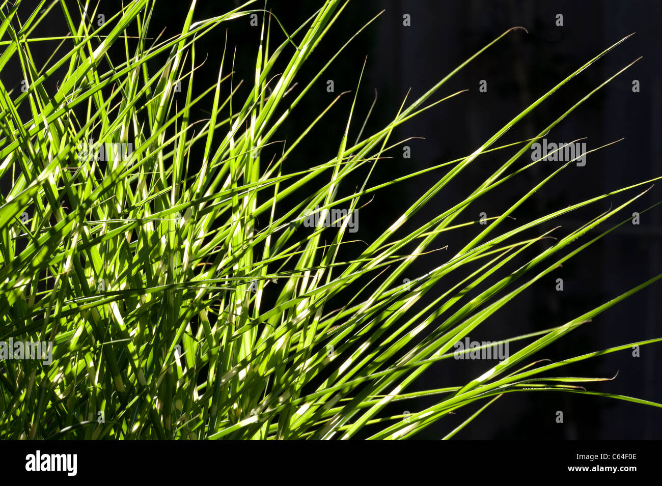 Cultivated Tiger Grass in garden Stock Photo